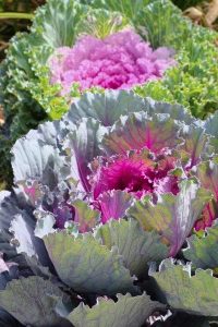 different types of kale