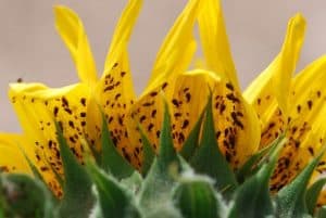 Plants that Suffer from Aphids Attack