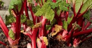 Rhubarb plant varieties