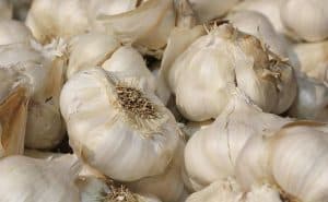 Silverskin Softneck garlic