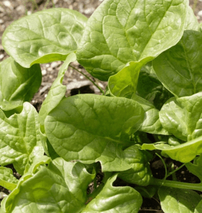varieties of spinach