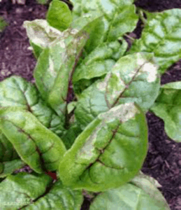 Spinach Companion Planting