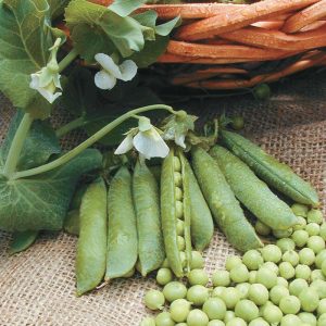 types of English peas