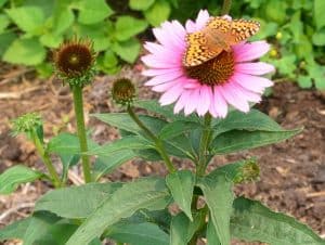 Sunflowers as Pollinator Attractors