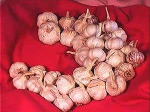Turban Hardneck garlic