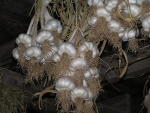 artichoke Softneck garlic