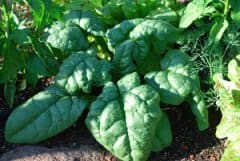 types of spinach plants