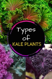 types of kale plants