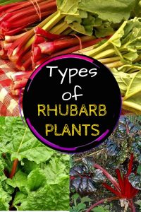 types of rhubarb plant