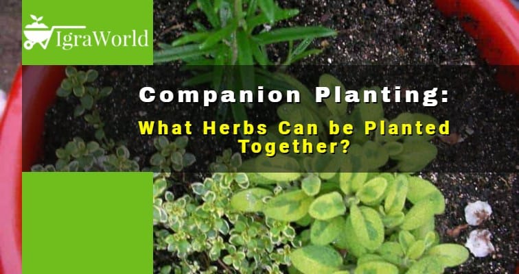 what herbs can be planted together