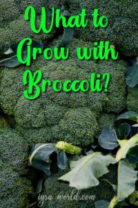 what to grow with Broccoli
