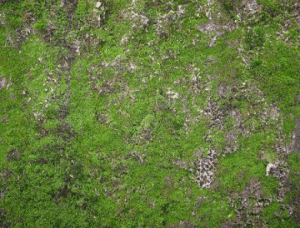 Causes of Moss in Yards