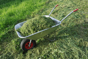 Grass clippings feed for livestock