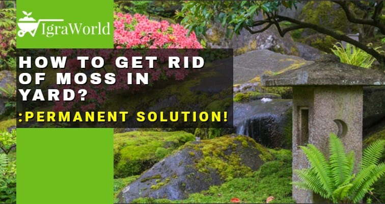 how to get rid of moss in yard