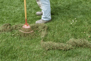 How to Get Rid of Moss and thatch in Yard