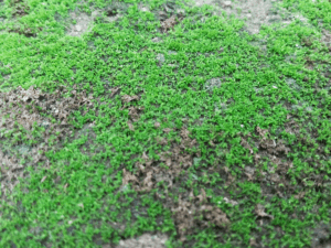 Permanently remove Moss in Yard