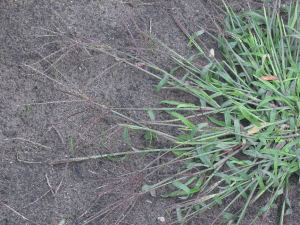 What is Crabgrass