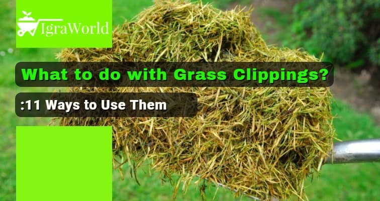 What to do with Grass Clippings? 11 Ways to Use Them