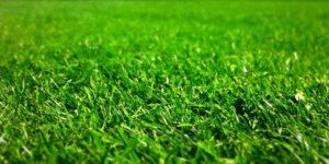 grass fertilizer tips