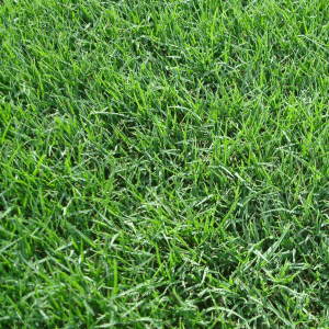 Bermuda grass laying