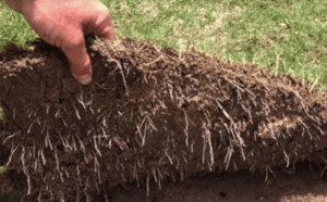 how to install sod in garden