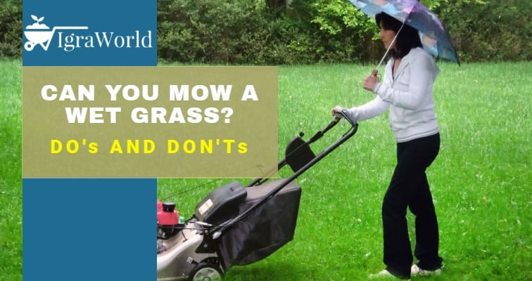 Can You Mow Wet Grass? Dos and Don’ts