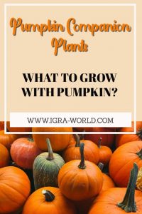 pumpkin companion plants