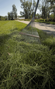 rake clippings after cutting grass