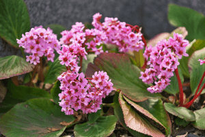 Bergenia pink flowers