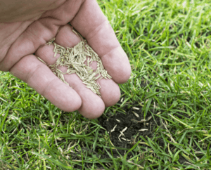 Best Time to Plant Grass seed Cool Season