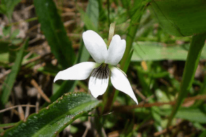 Bog White flower pansy