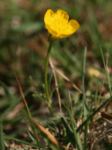 Bulbous Buttercup (Ranunculus Bulbosus)