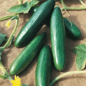 Cucumber Varieties to Grow at Home