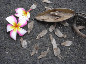 Grow Plumeria flower from seed