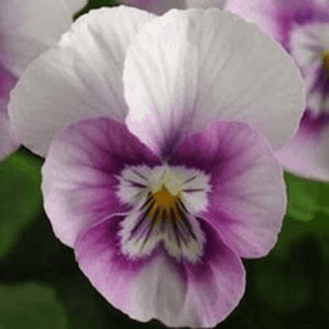 Halo flower viola varieties