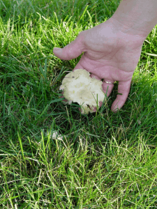 How to Remove Mushrooms in Lawn