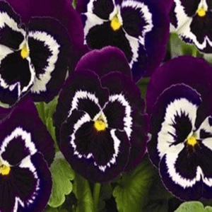 Mammoth viola flower