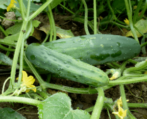 Marketmore 76 Cucumber