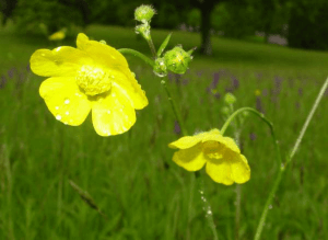Meadow Buttercup flower