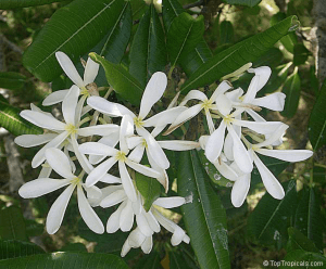 Plumeria Stenophylia flowers