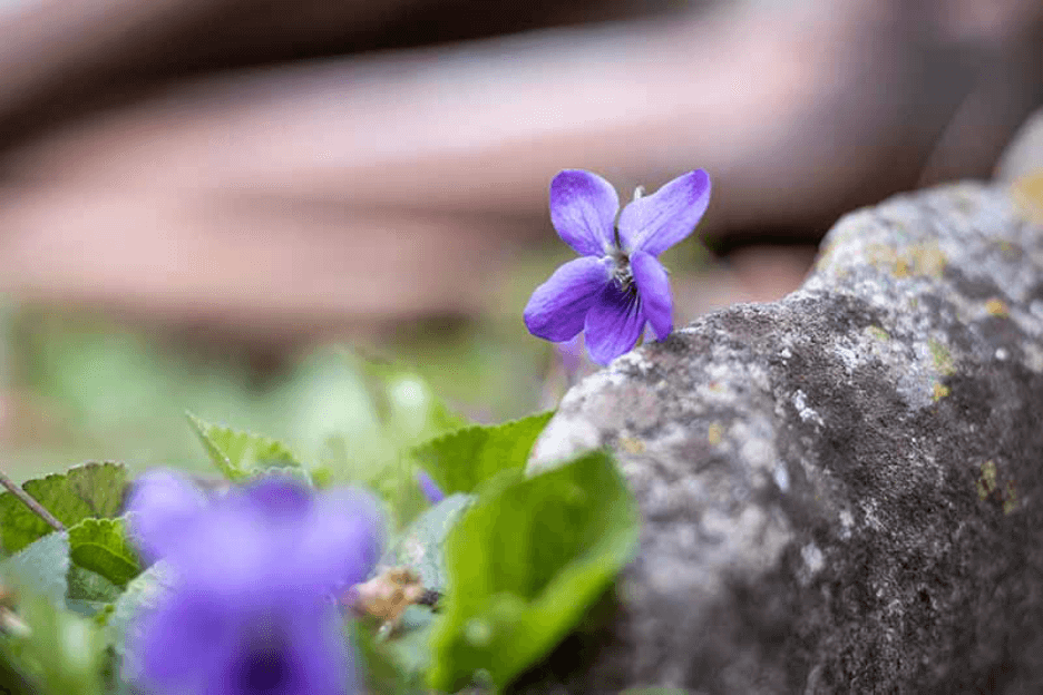 Violets wild flower