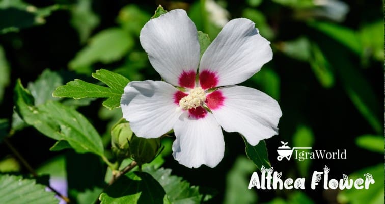 althea flowers