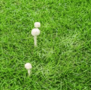 causes of mushrooms in lawn