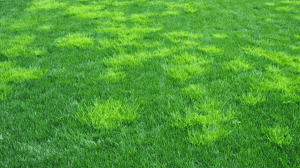 Annual Bluegrass (Poa Annua) grass-like weed