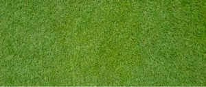 Bermuda grass for Golf Course