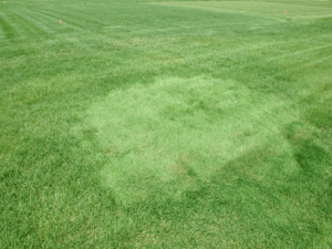 Creeping Bentgrass - common golf course grass