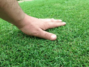 golf course grass