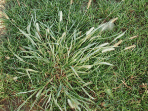 Green Foxtail - weeds that look like grass infiltrating lawn