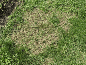 How to Fix Patchy lawn