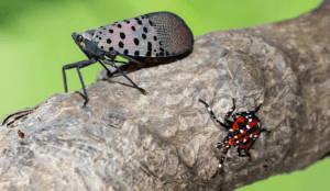 Kill Spotted Lanternfly
